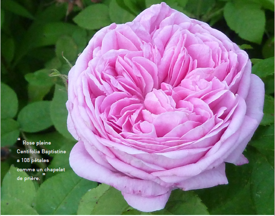 Rose CENTIFOLIA