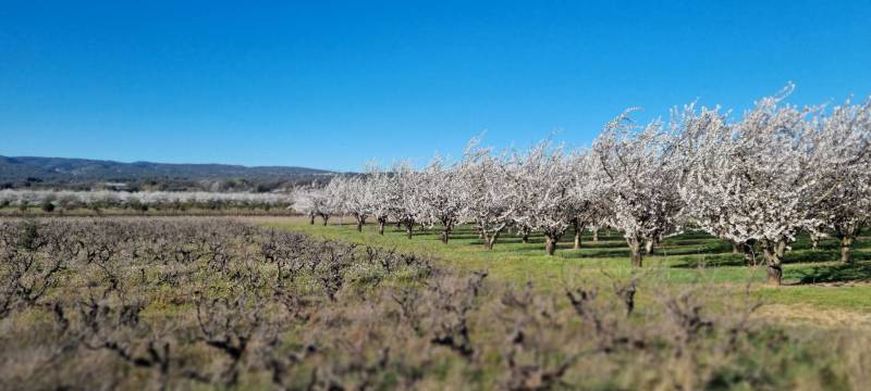 L’amandier, ou la promesse blanche de février