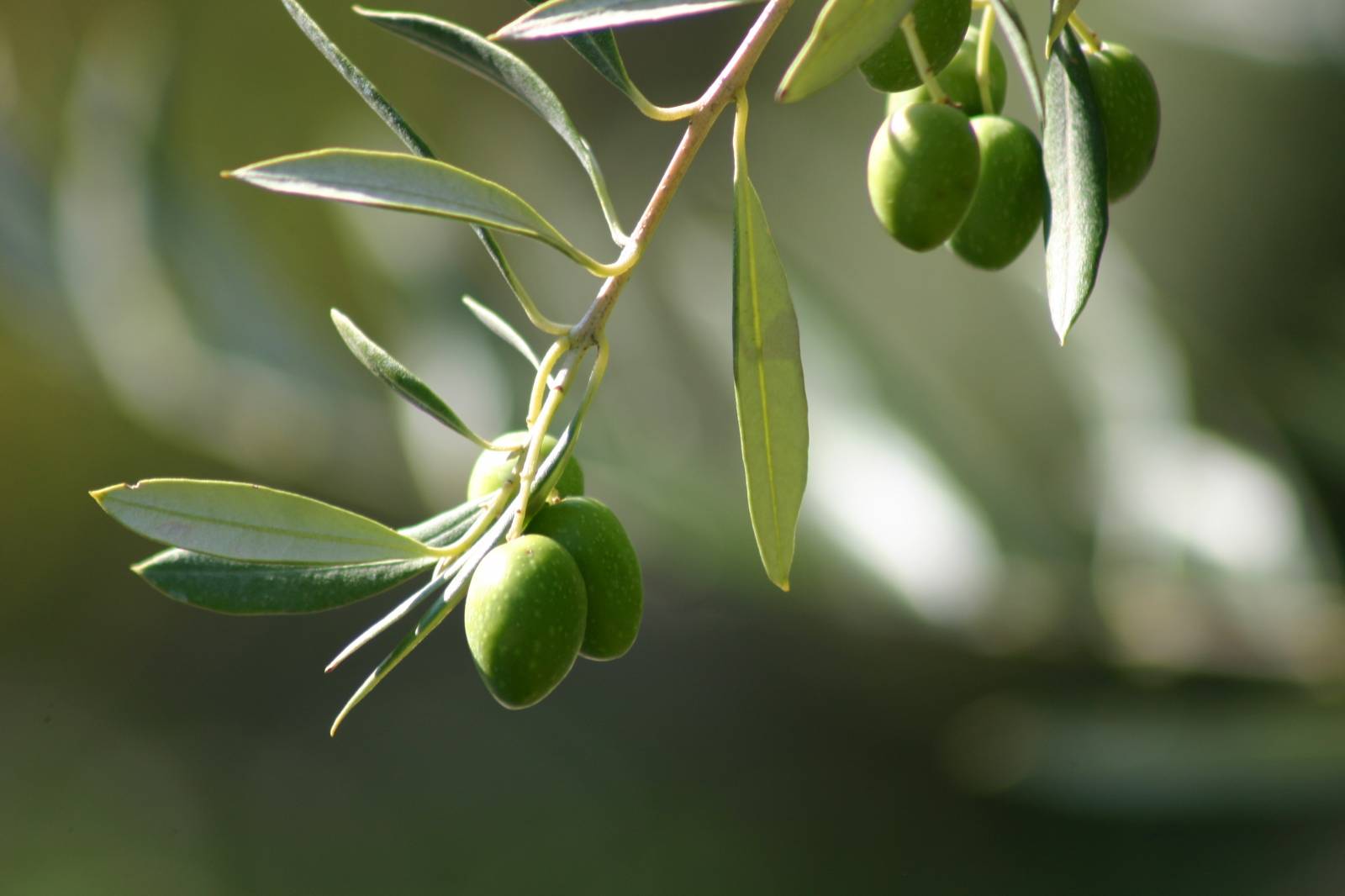 L'olivier, un des symboles de la Provence