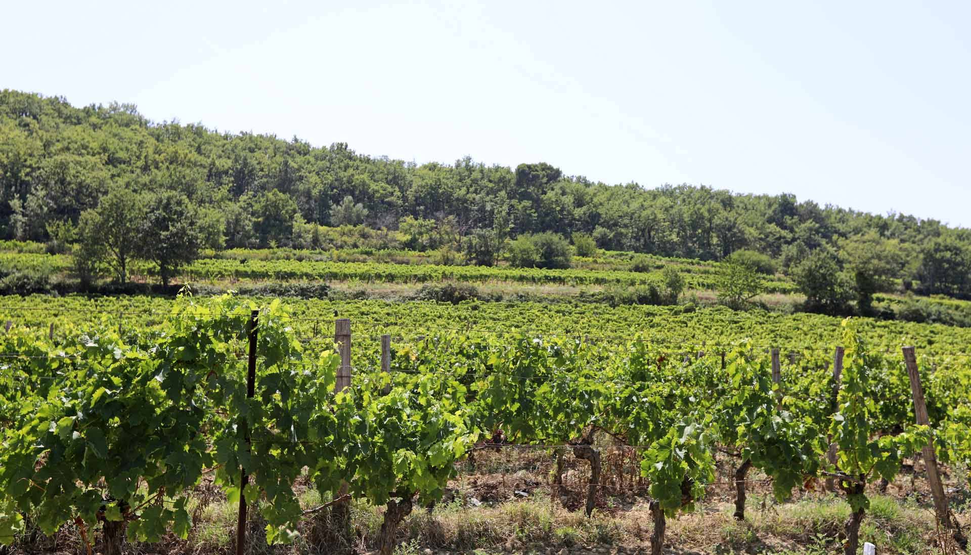 Malemort-du-Comtat, entre Ventoux, mont de Vaucluse et Luberon