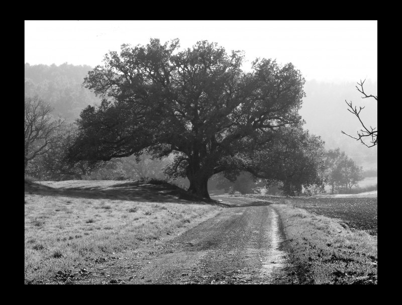 Le grand chène de Murs, Vaucluse