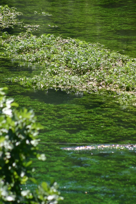 L'eau de la Sorgue, Fontaine de Vaucluse