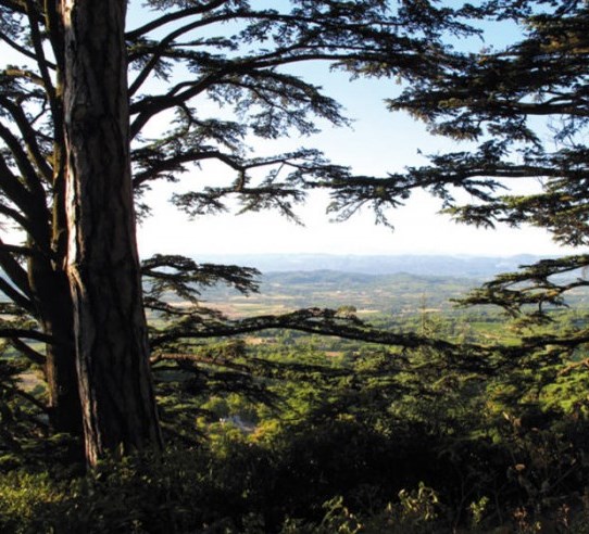 foret des cèdres Bonnieux