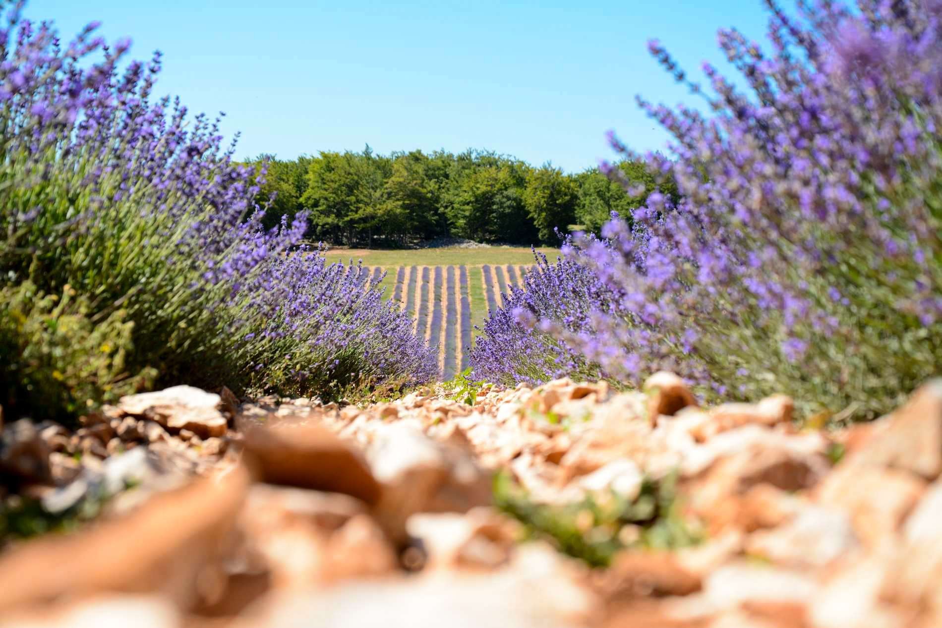 La lavande en Luberon et Provence
