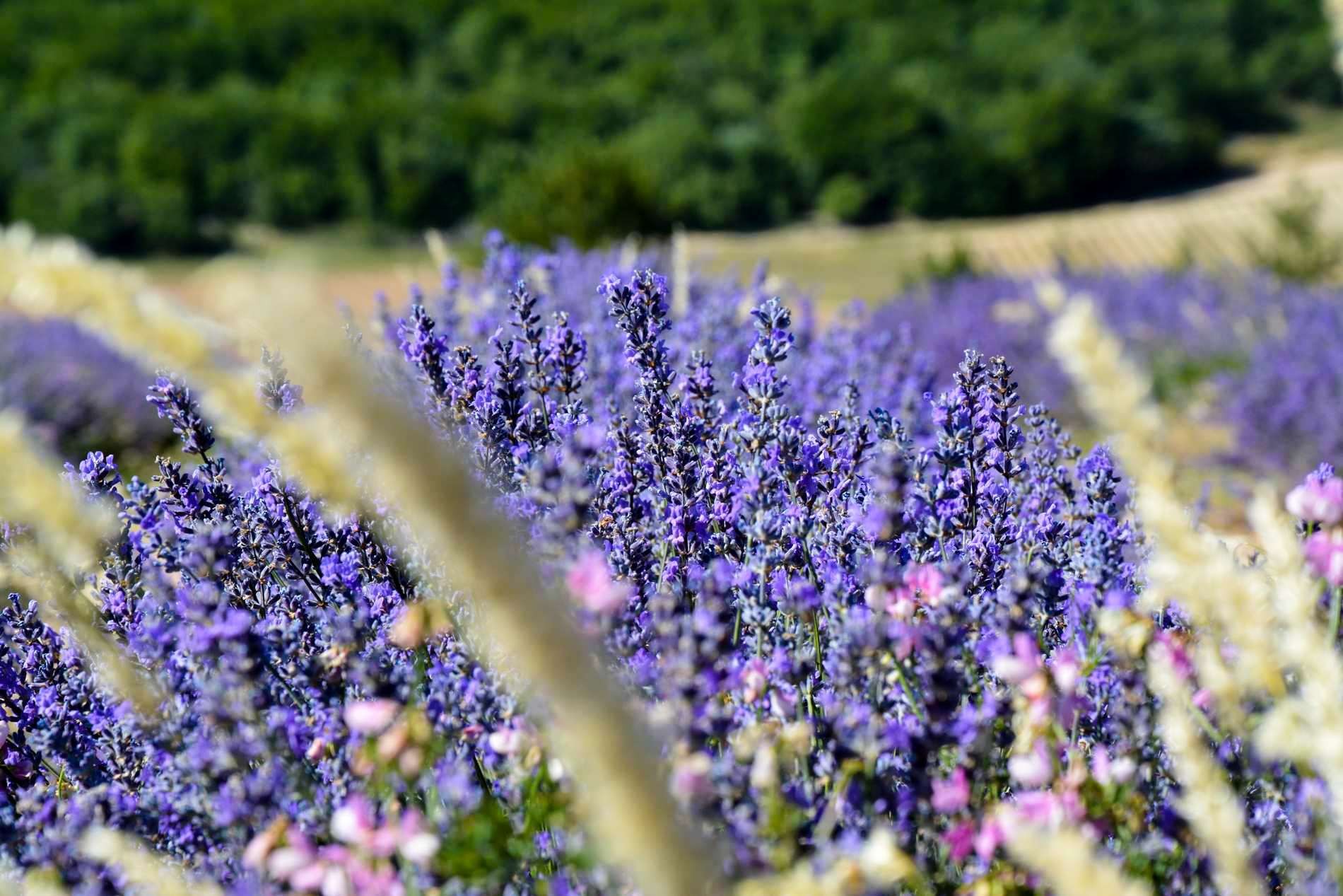 La lavande de Provence
