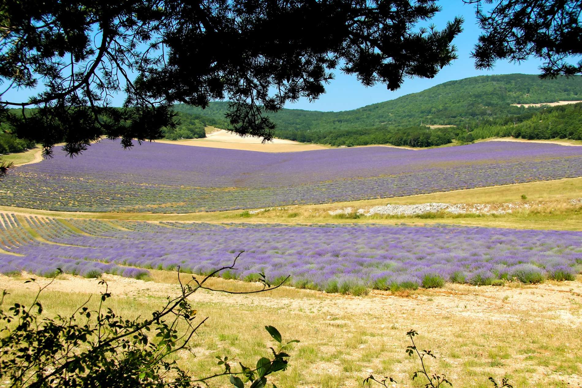 Champs de Lavande de Provence