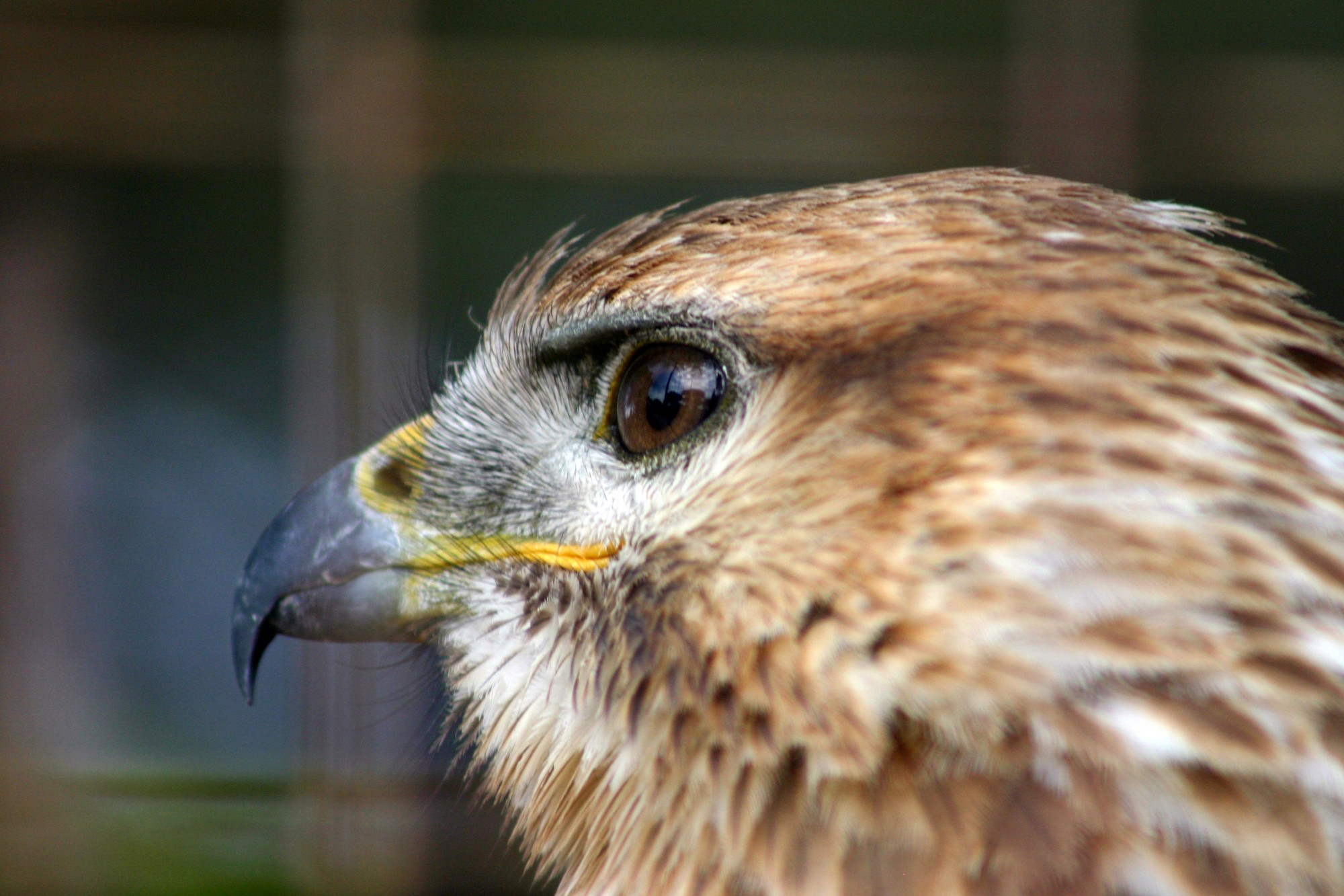 Tête d'aigle, rapace en Provence