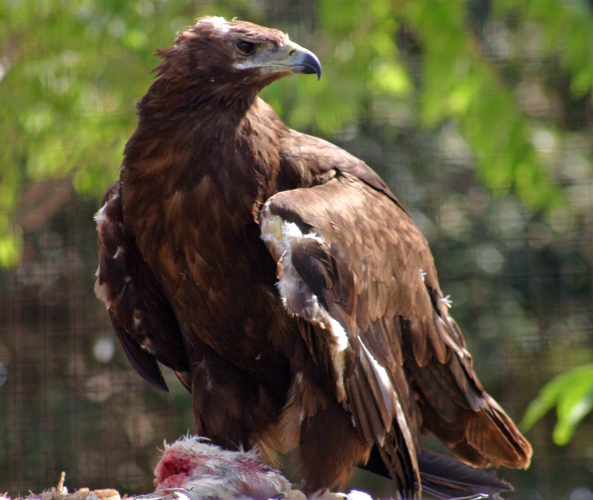 Des aigles en Provence dans les ruines du Château de Beaucaire dans le Luberon