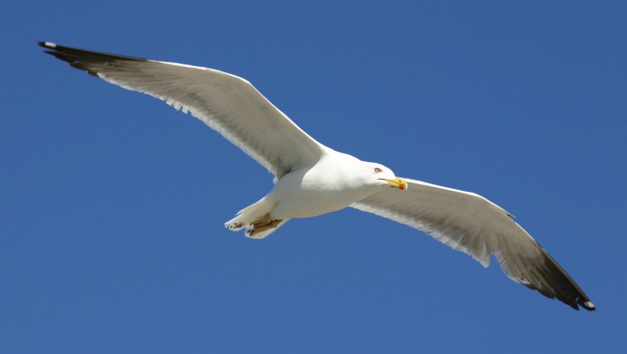 Mouette de la Camargue, Provence