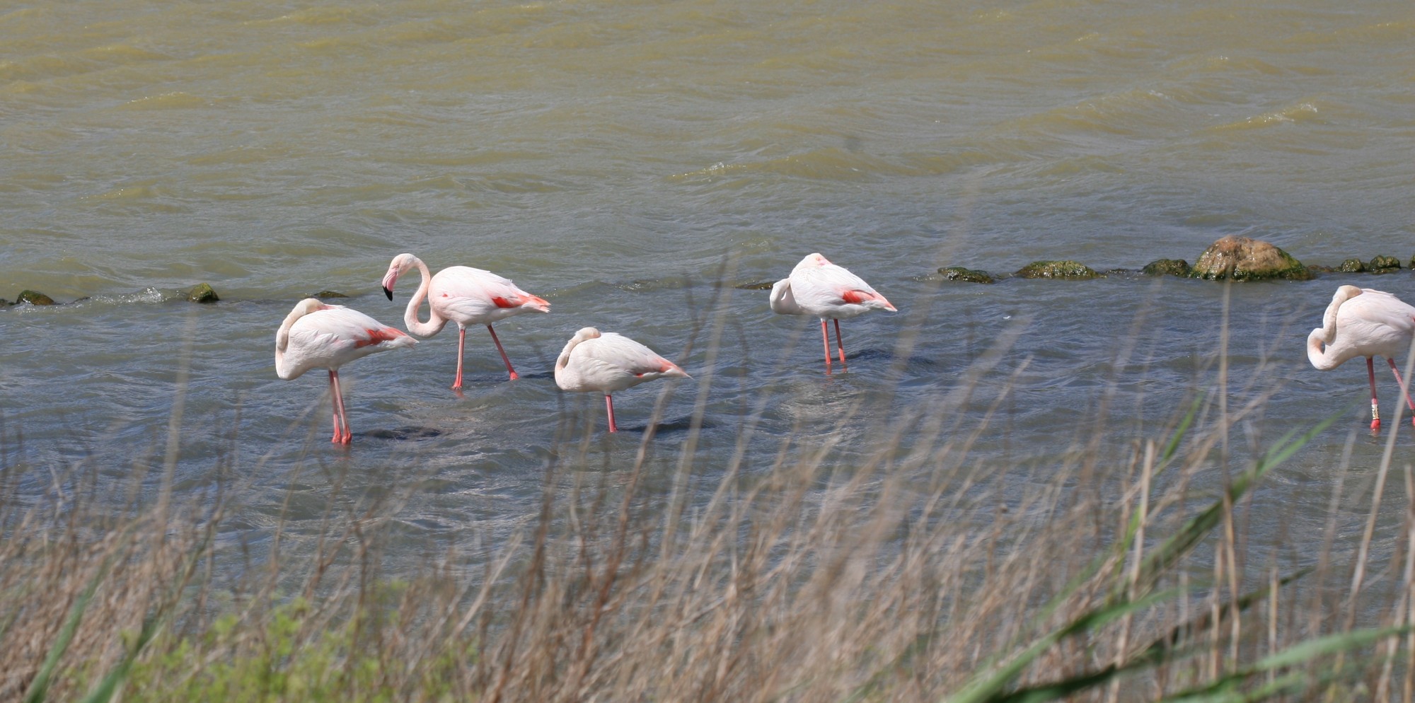 Les flamands roses de la Camargue
