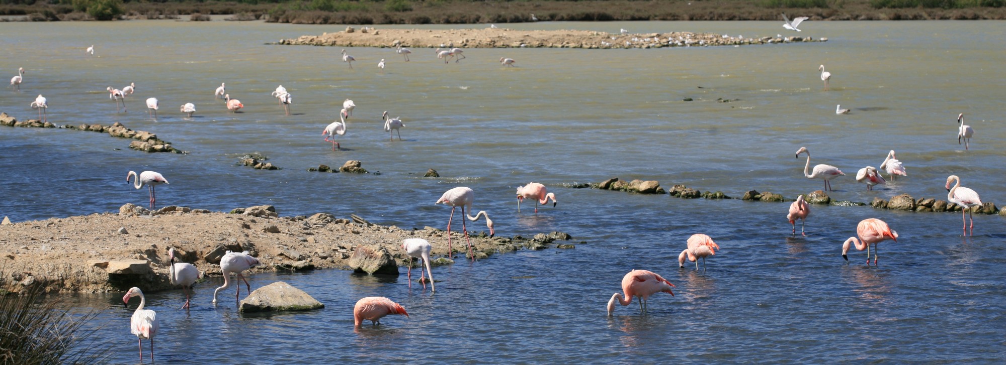 Groupe de flamands roses de Camargue