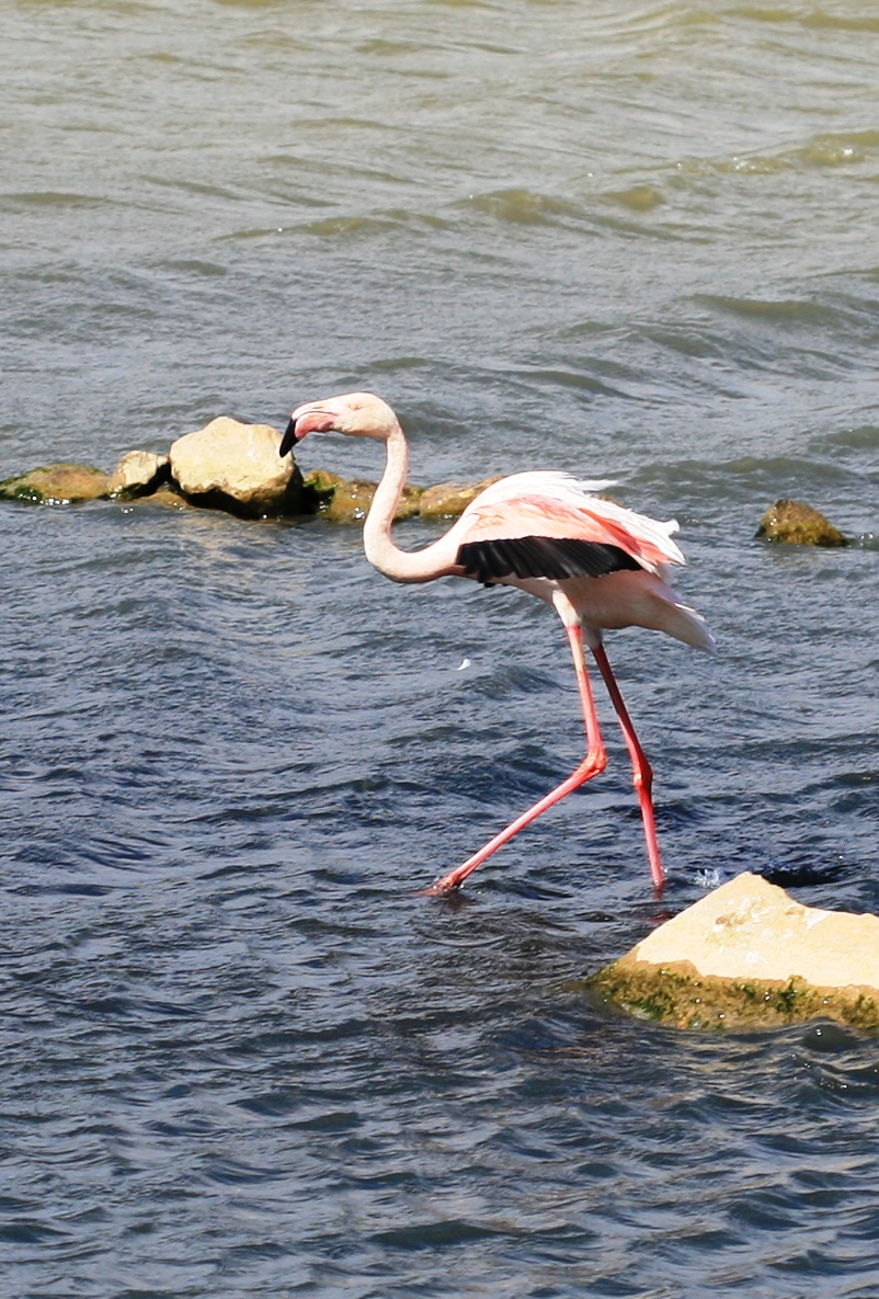 Flamand rose, oiseau mythique de la camargue
