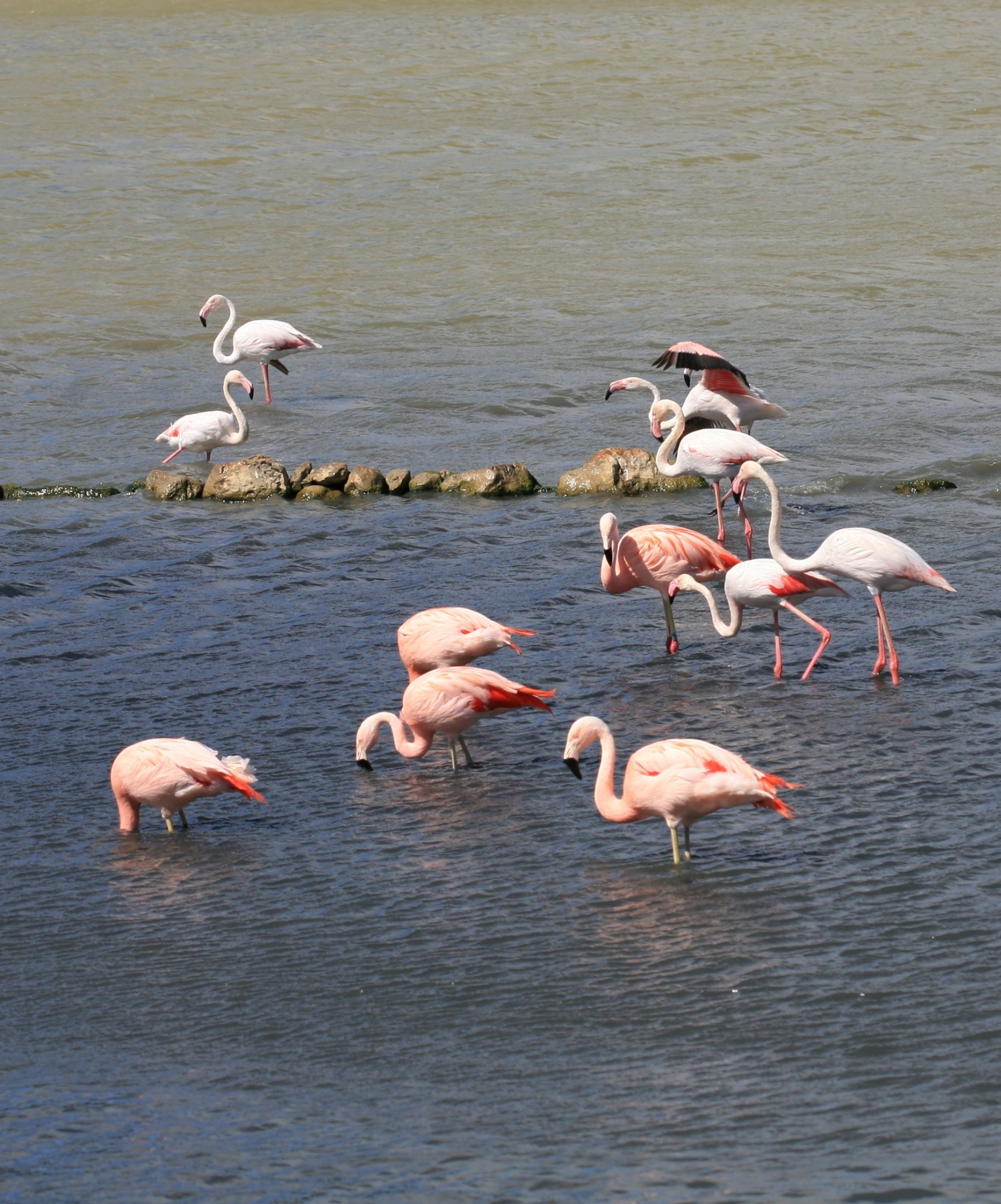 pink flamingos in Camargue
