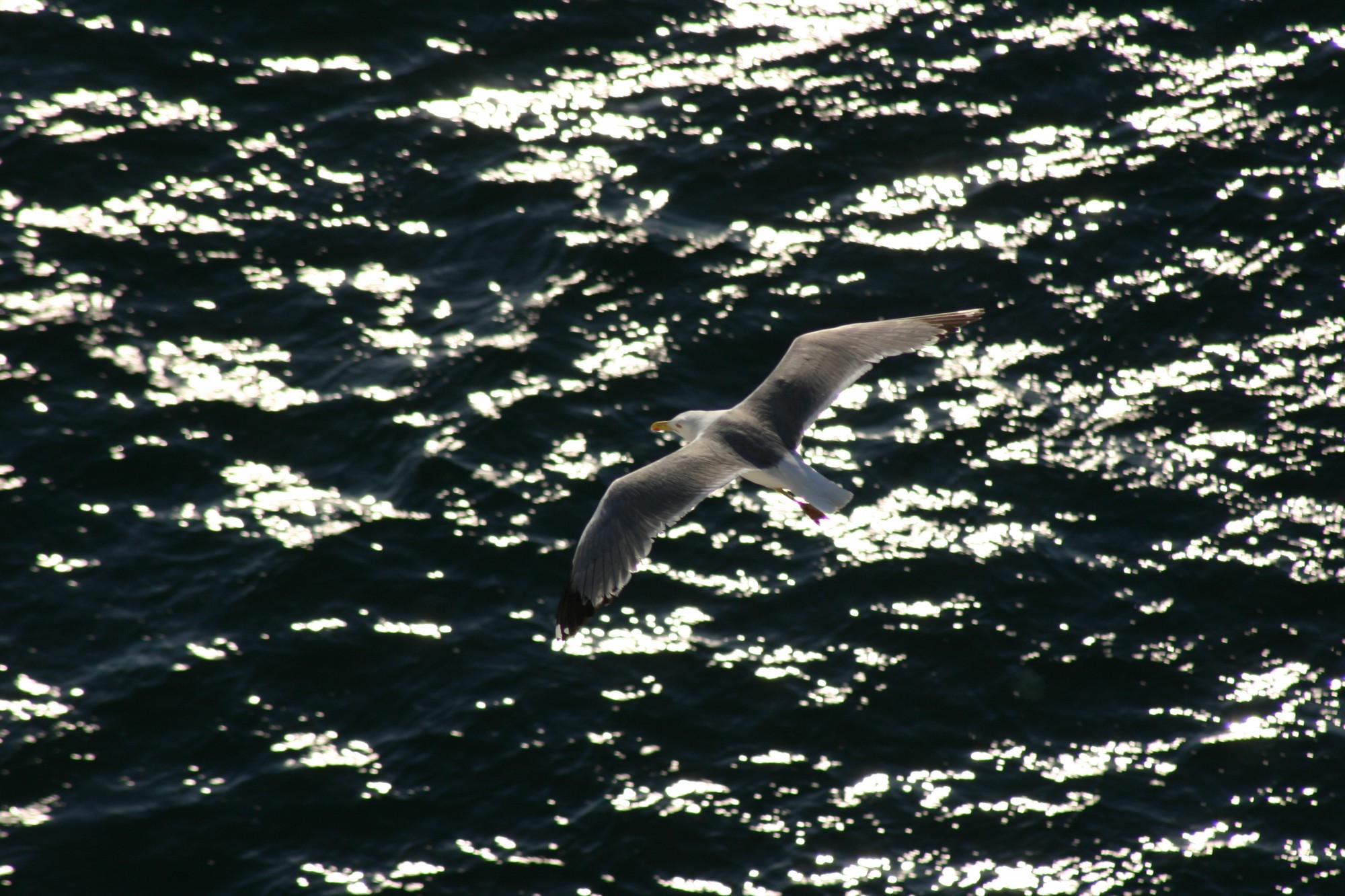 Mouette de camargue en plein vol