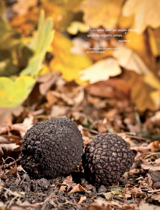 La truffe délicatesse Luberon Provence