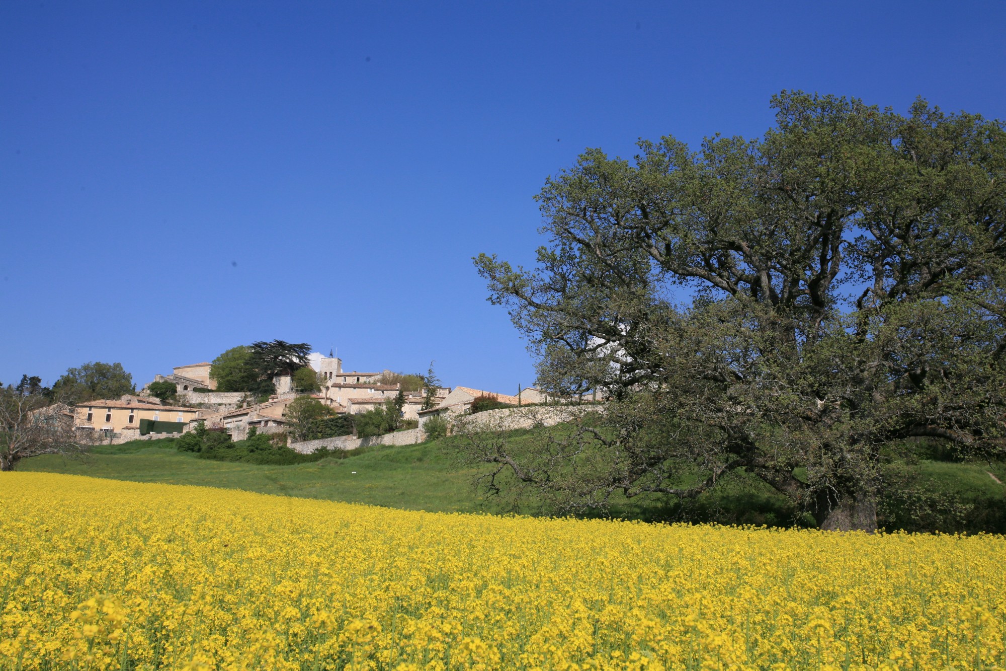 Le village perché de Murs et le grand chène