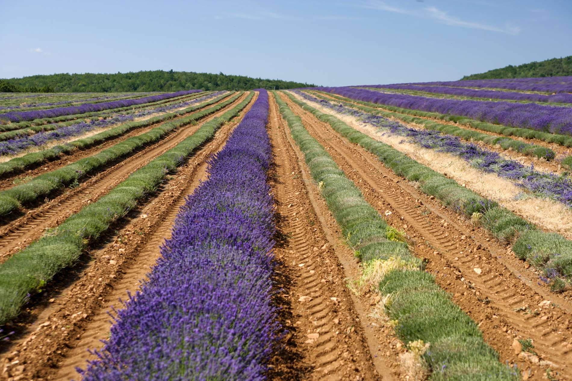 Champs de lanvande sur les monts de Vaucluse