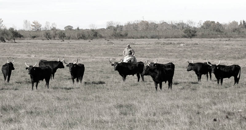 Les taureaux camarguais
