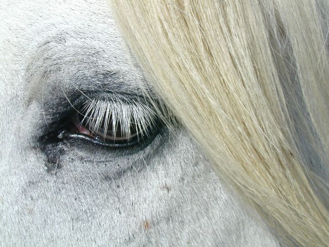 Cheval camarguais