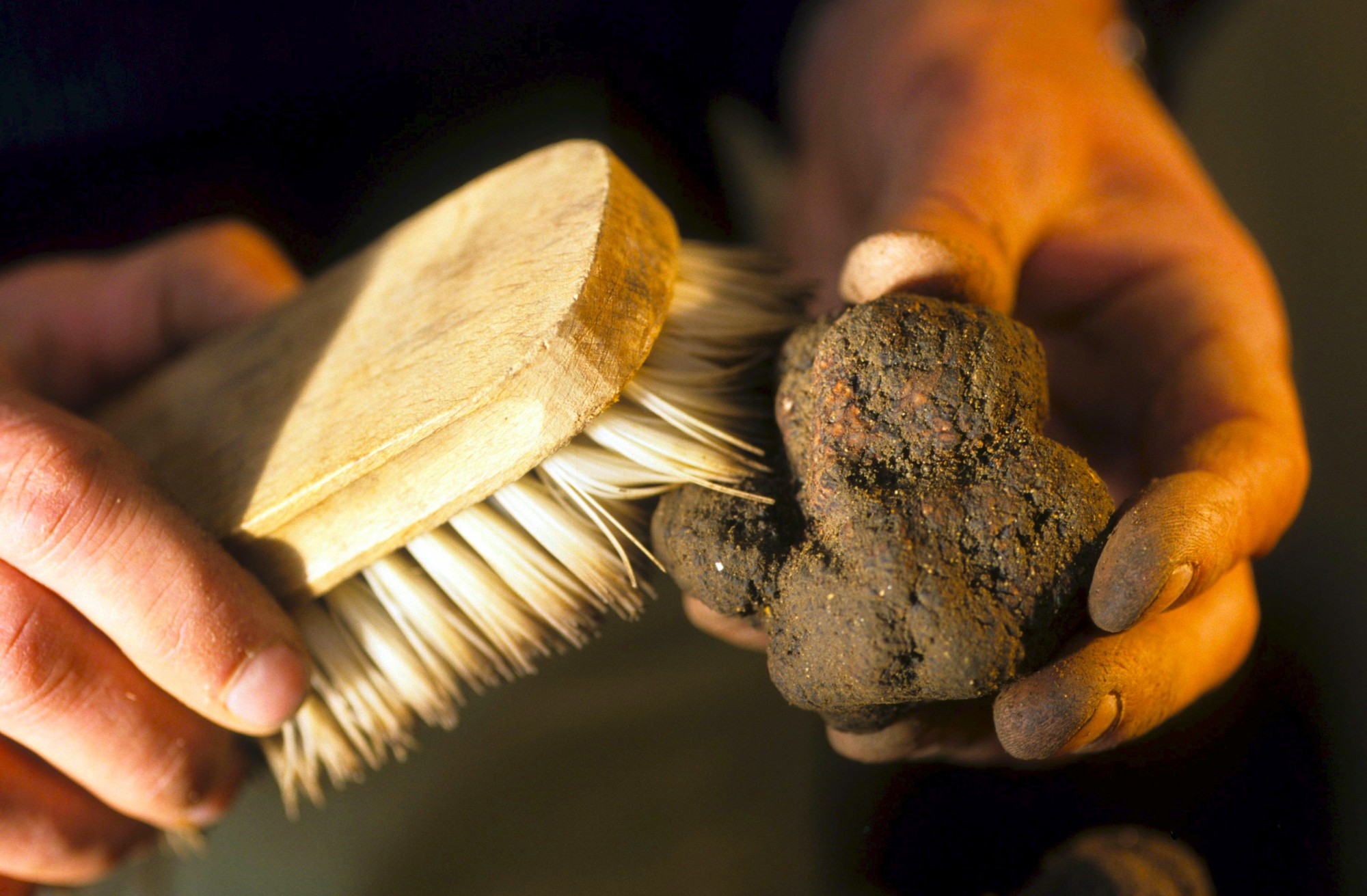Netoyage d'une truffe
