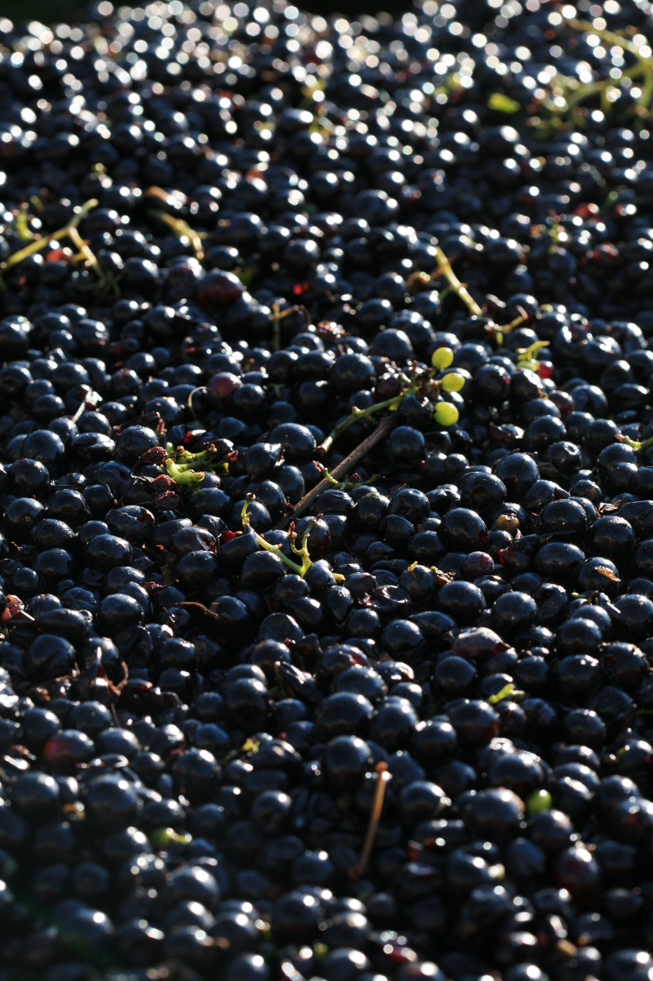 Le raisin pret pour démarrer la vinification