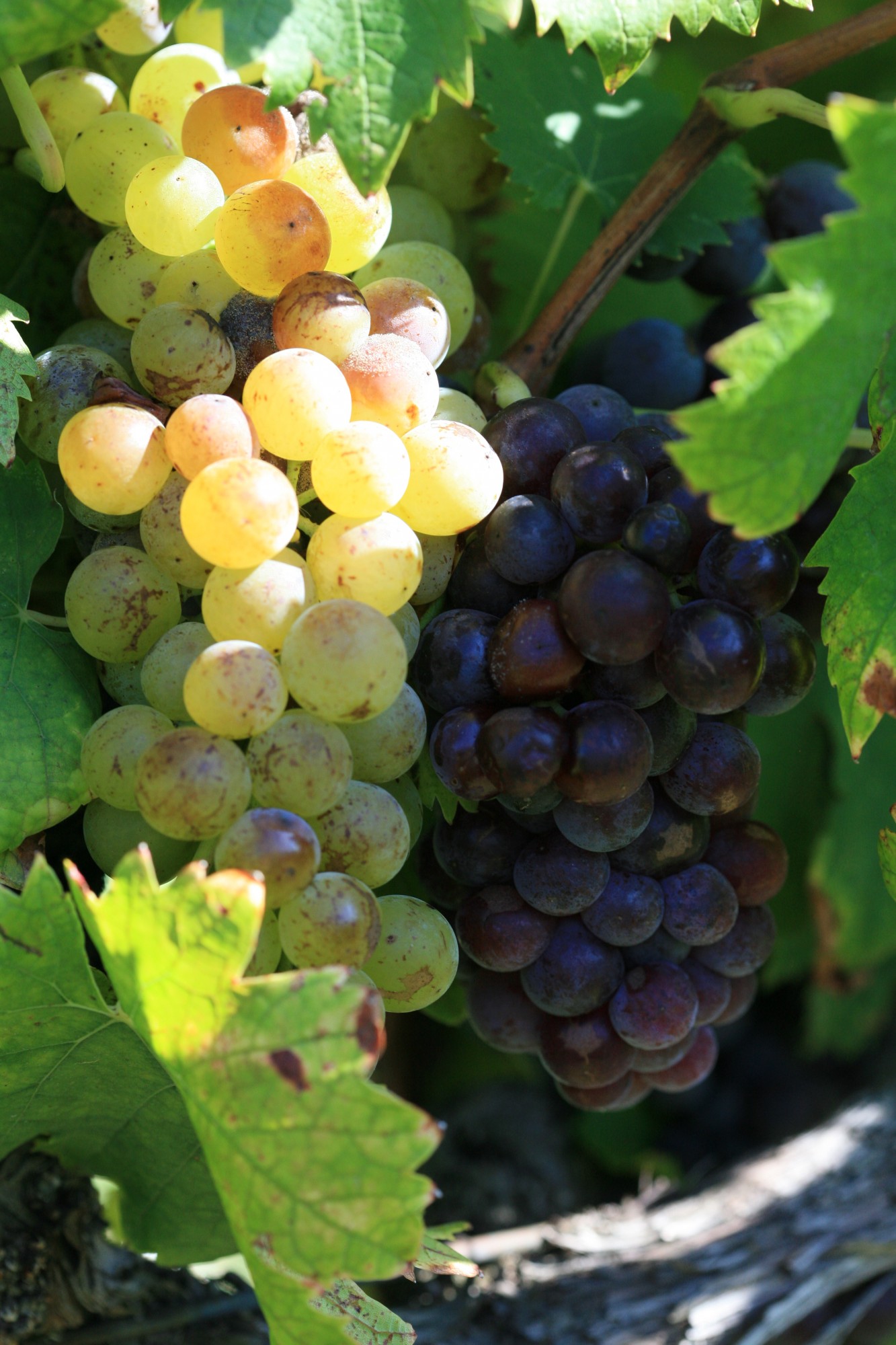 Grappes de Muscat en blanc et rouge