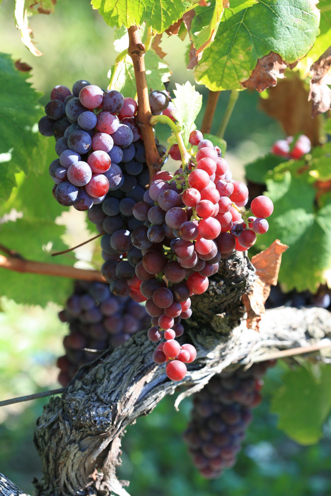 Le VIN et la VINIFICATION en Provence