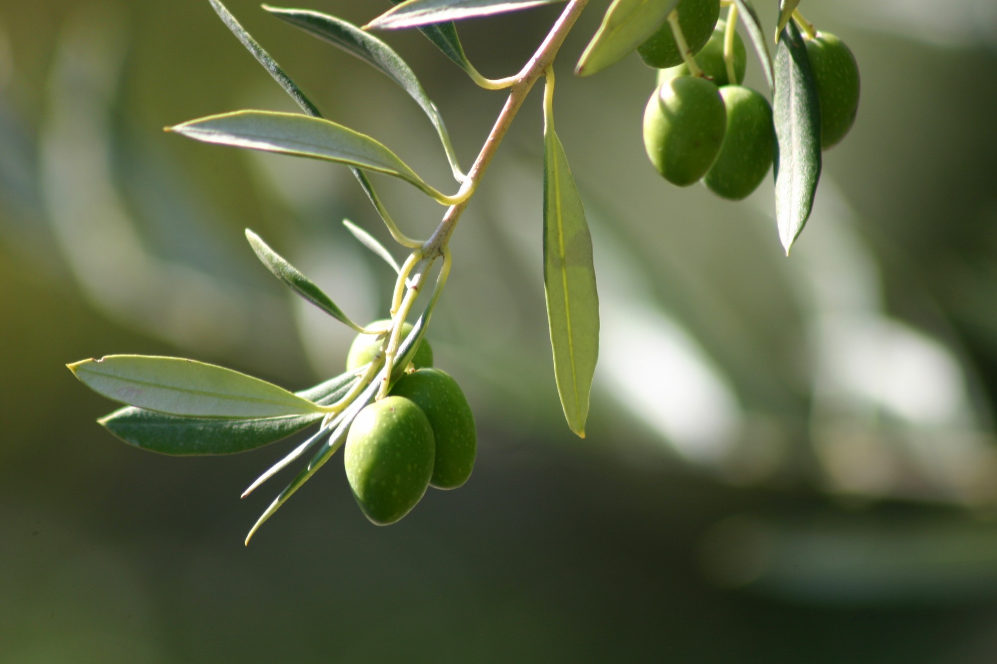 huile d'olive du Luberon