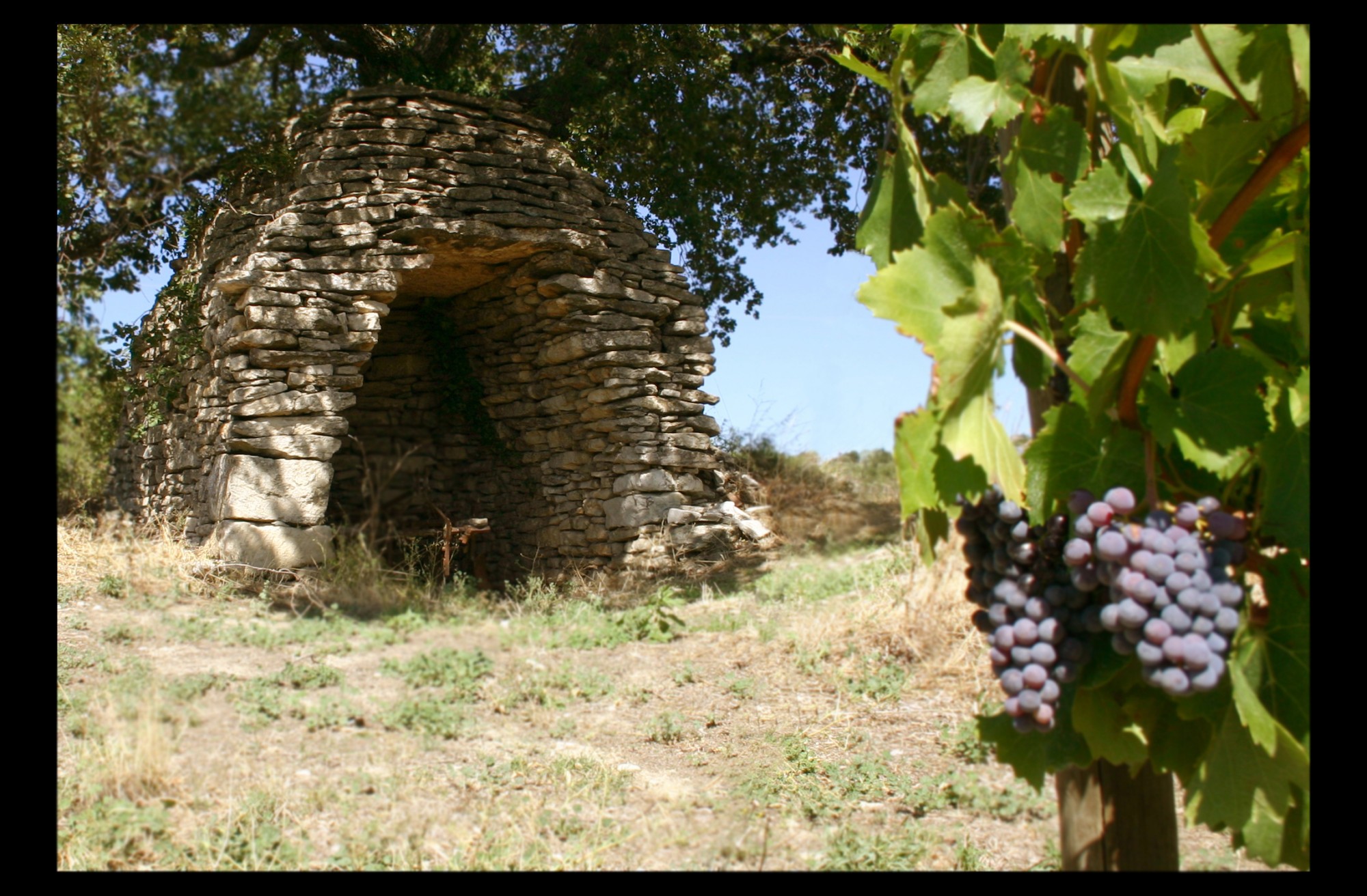 Vigne et Borie