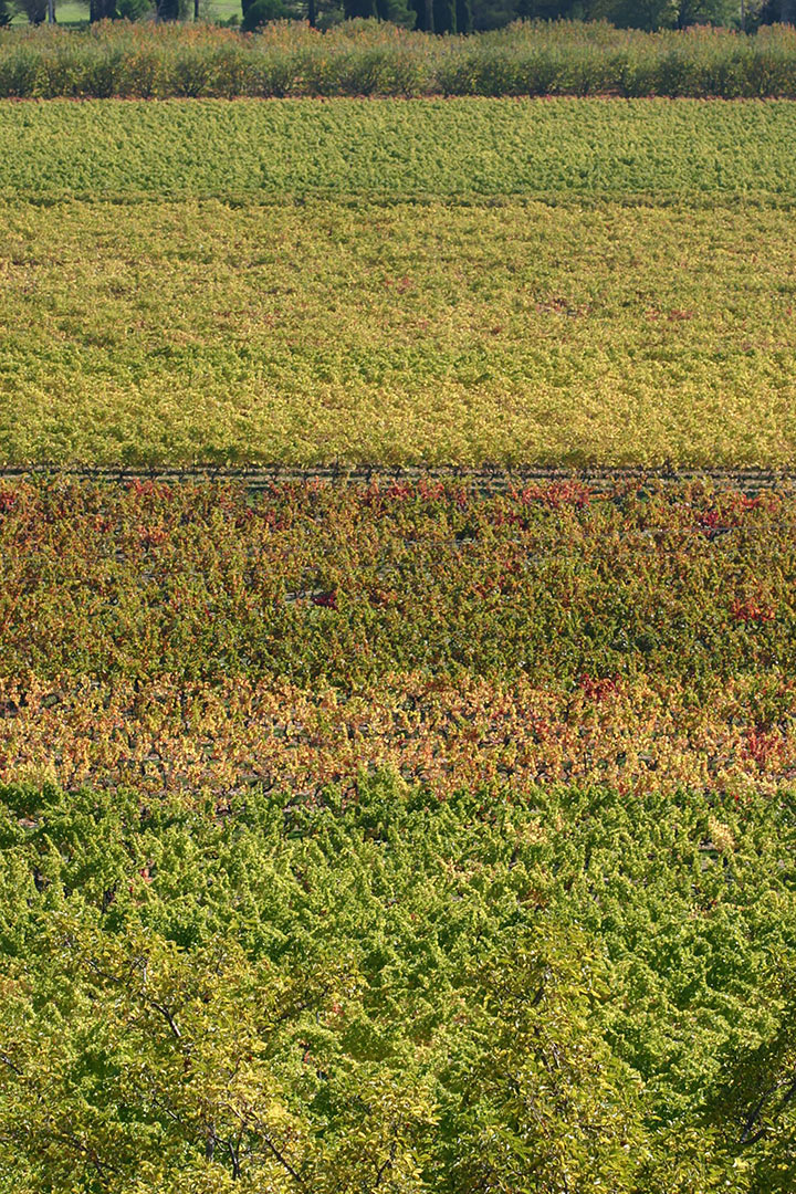 Variation de couleurs pour la vigne du Luberon
