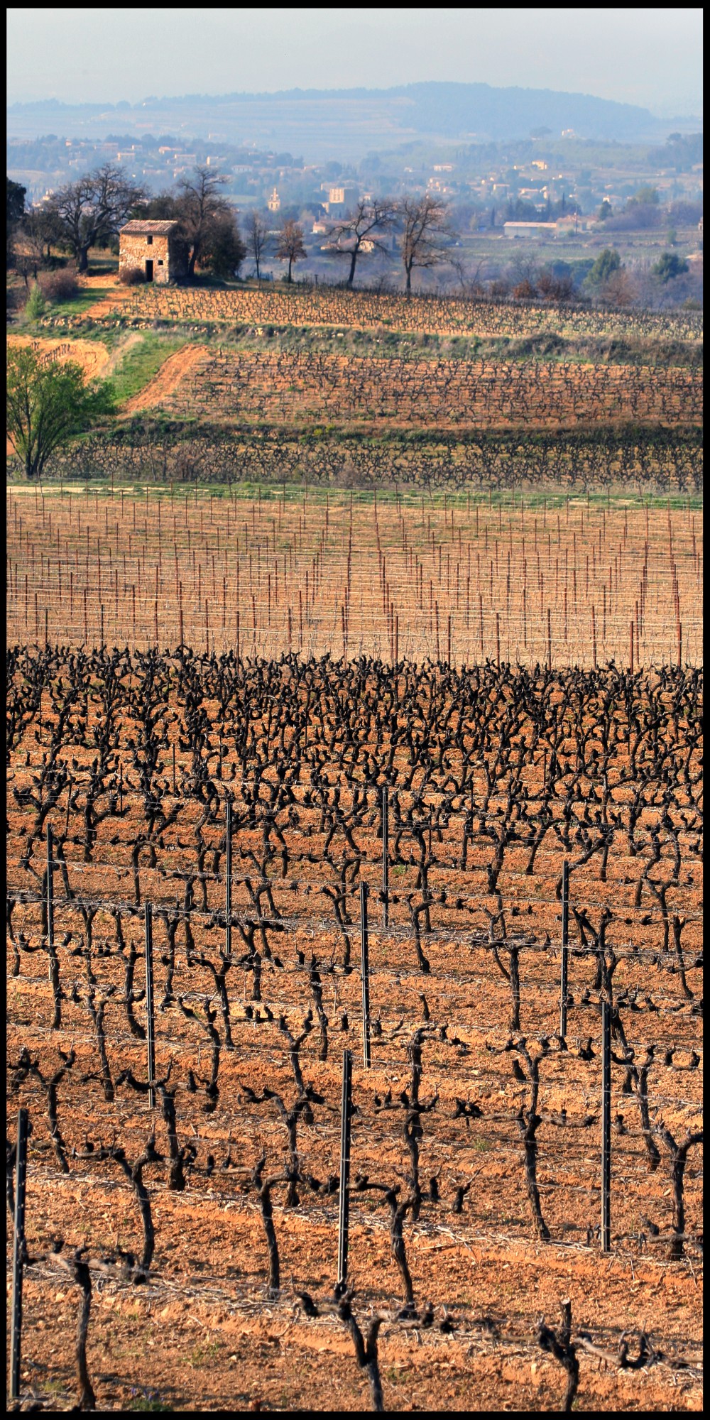 La vigne en sud Luberon