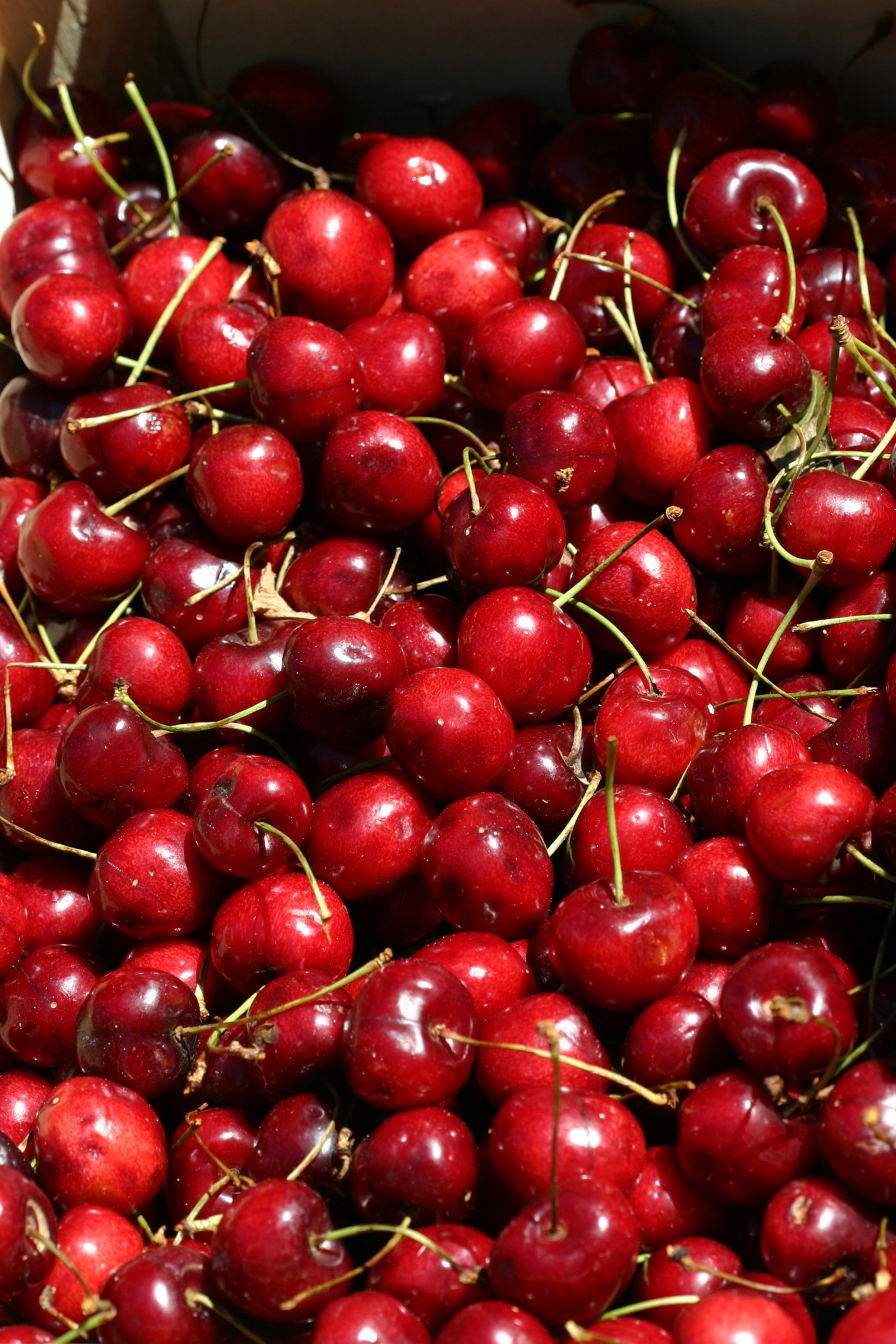 Cerises du Luberon
