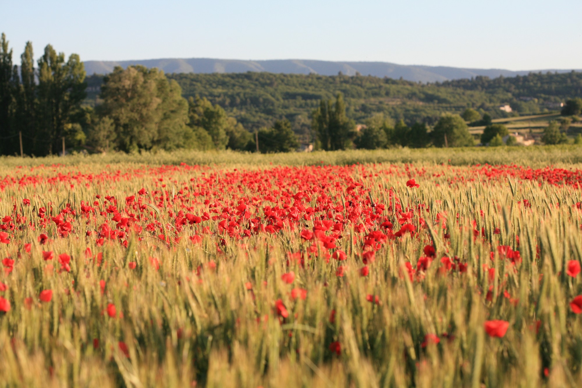 Champ de blé et coquelicots en Luberon