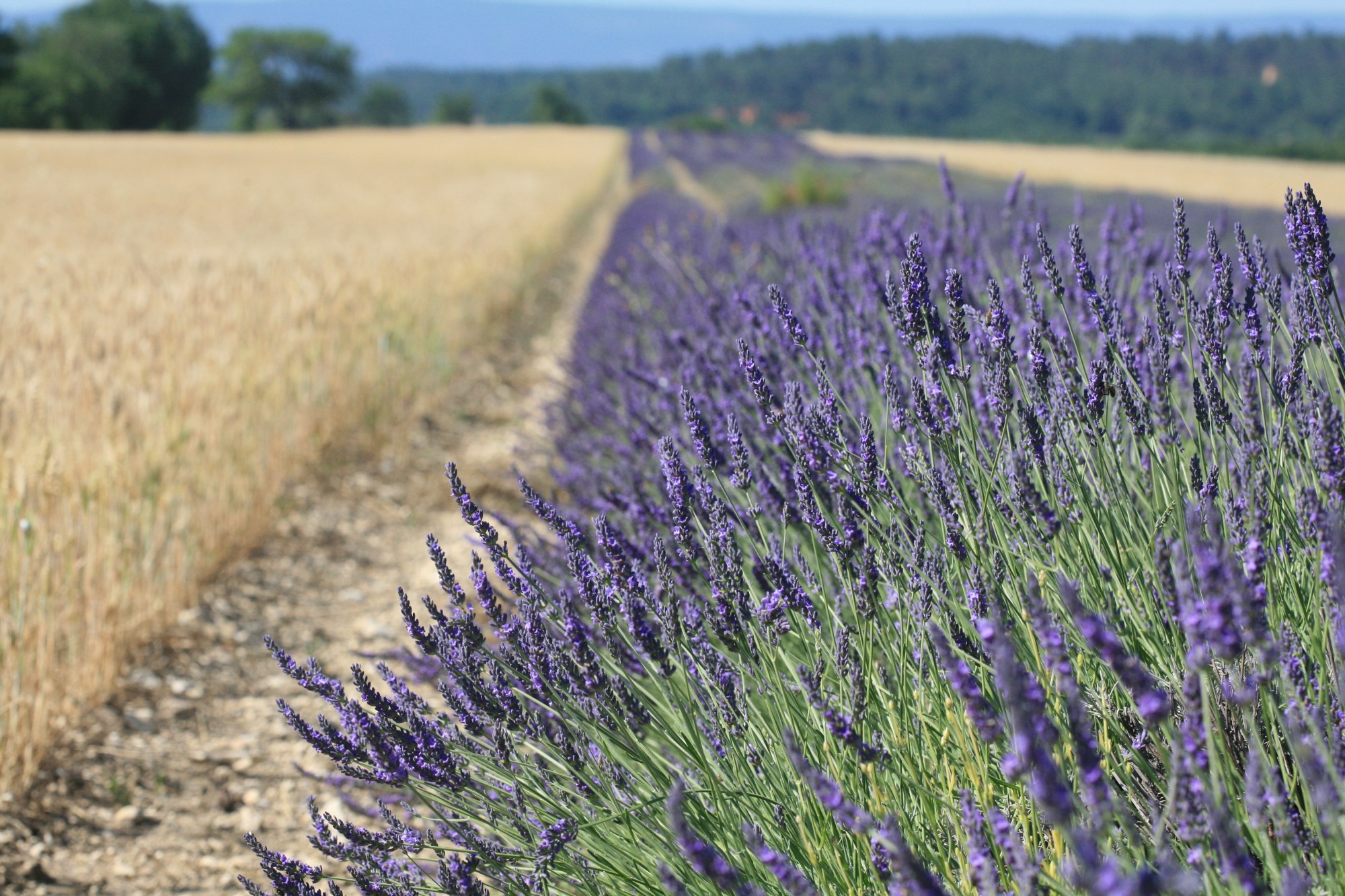 Blé et lavandes dans le triangle d'or du Luberon