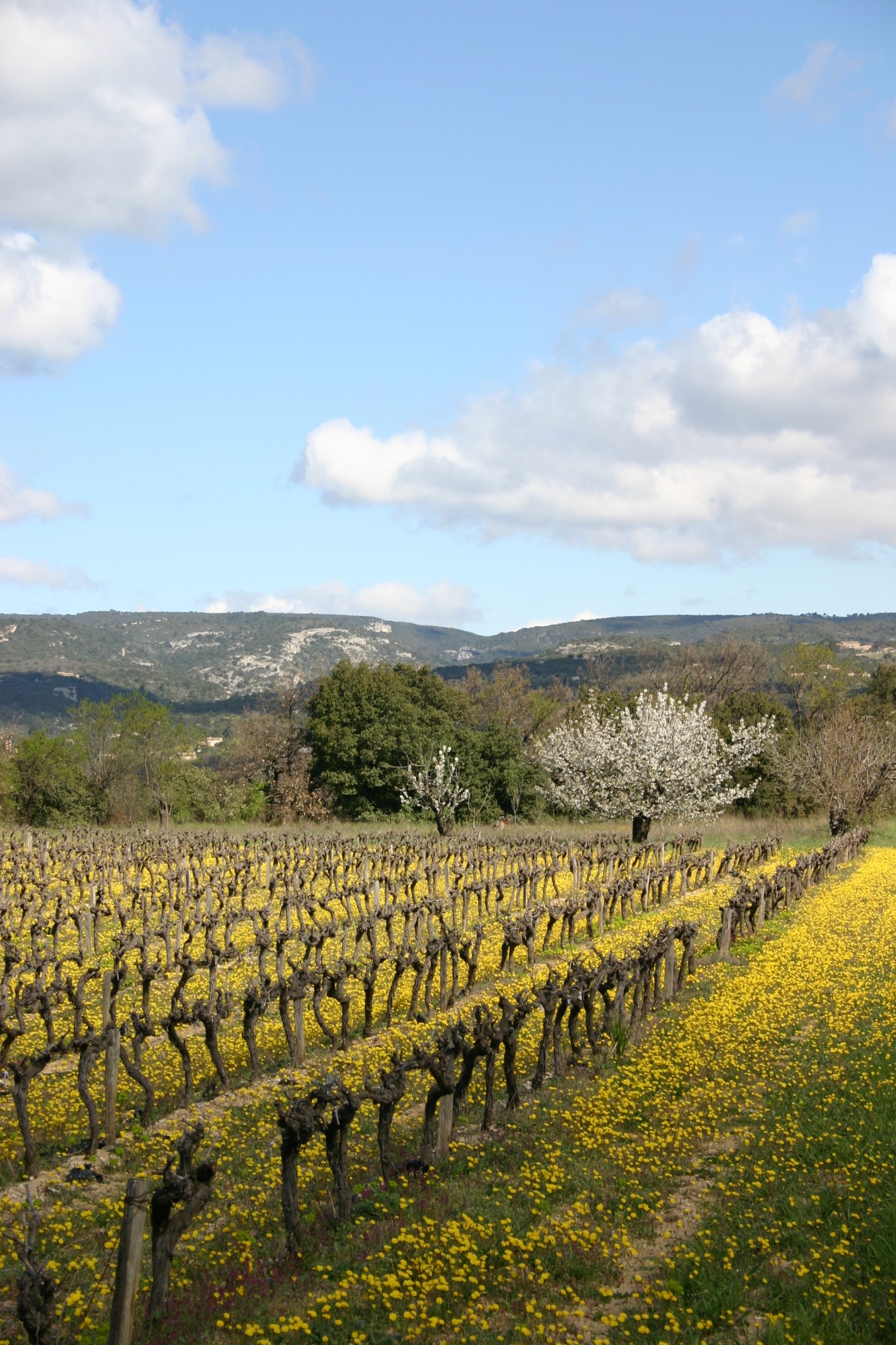 La vigne du Luberon, au coeur du triangle d'or