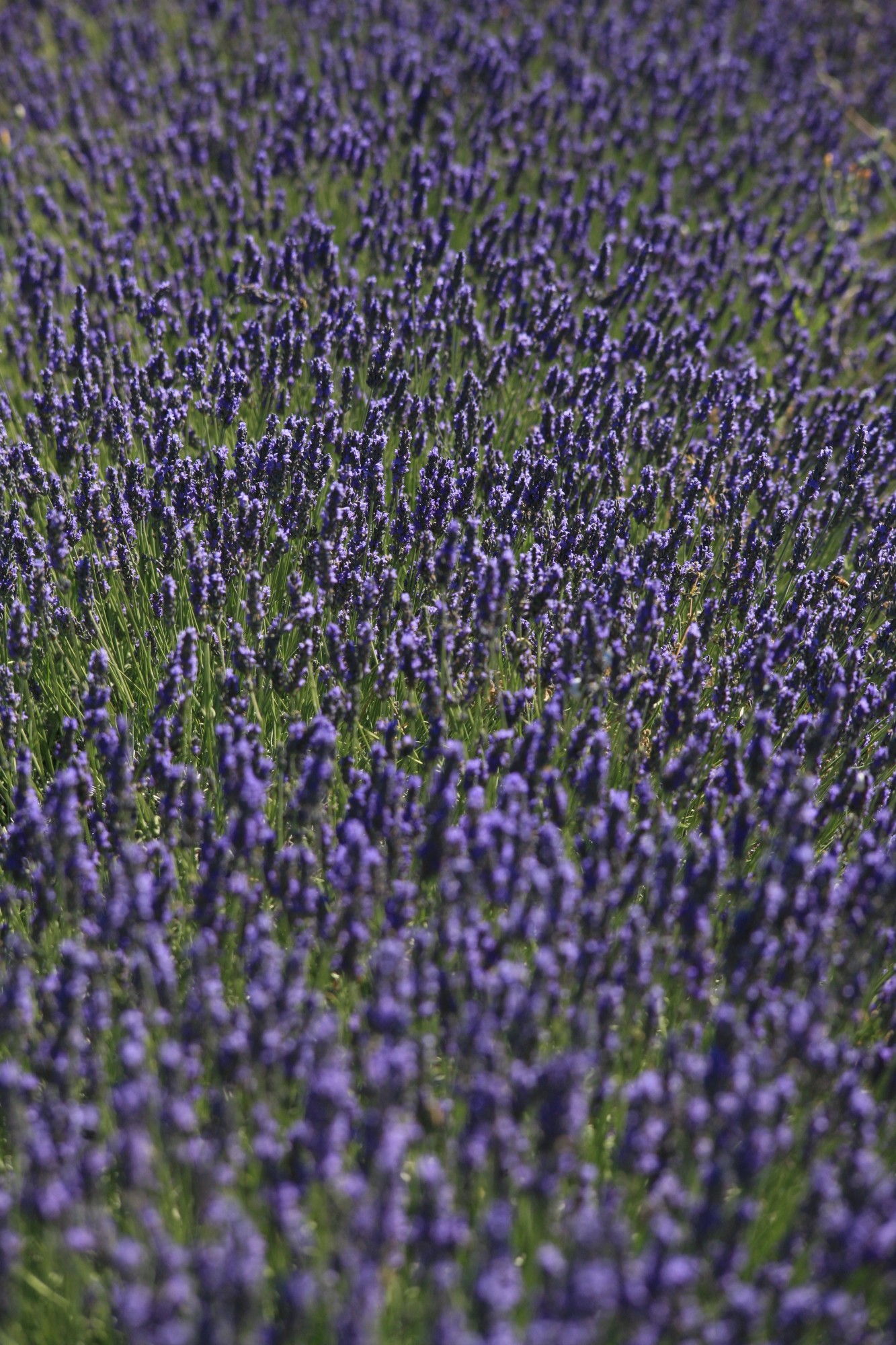 La Provence en Pleine Floraison : L'éblouissante Beauté des Champs de Lavande