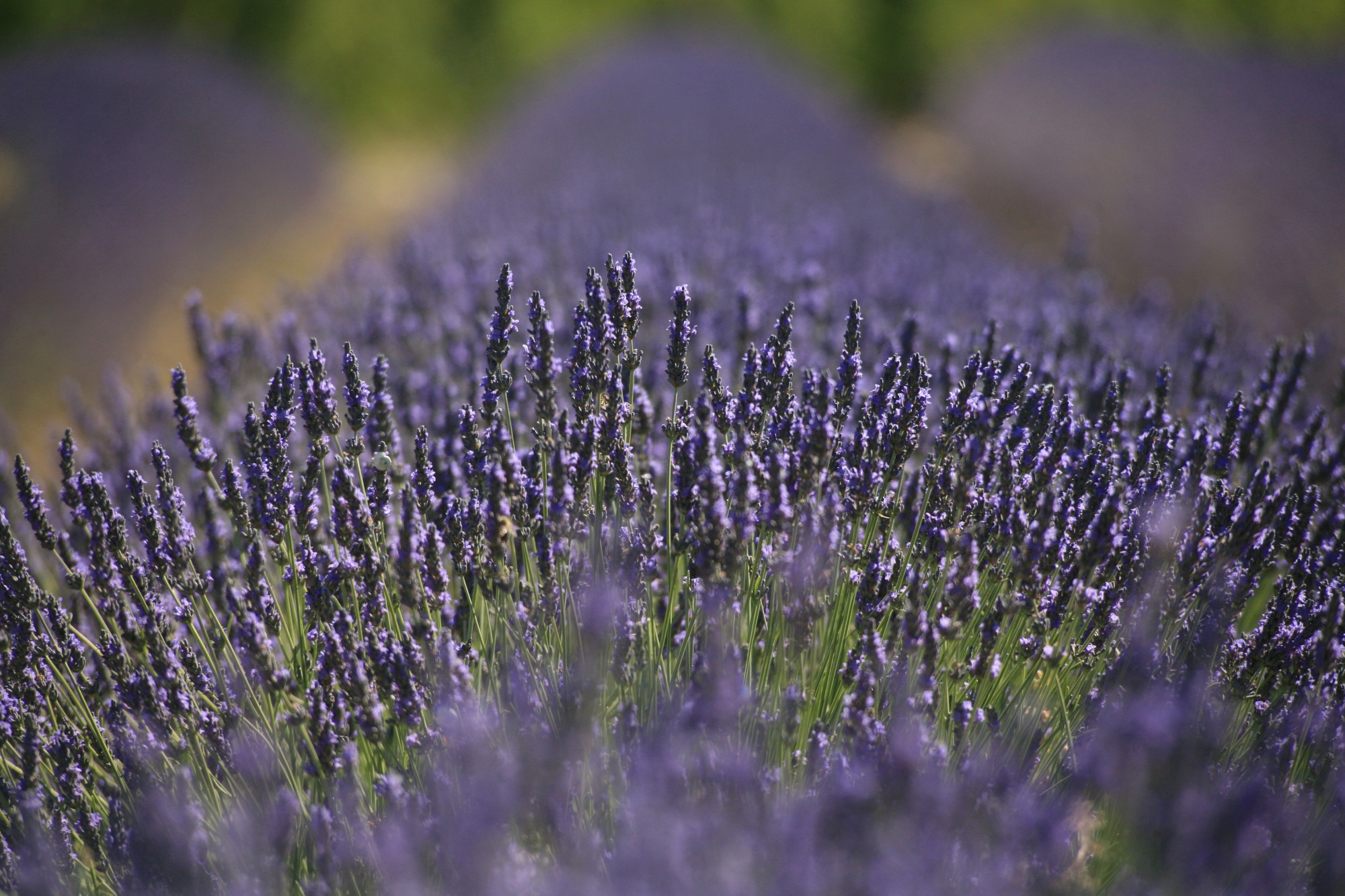 La Provence en Pleine Floraison : L'éblouissante Beauté des Champs de Lavande