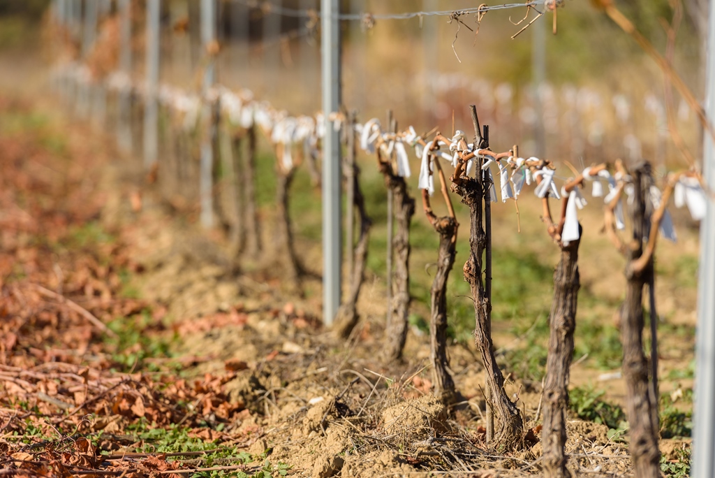 Le Domaine des Jeanne - Vin Rosé de qualité en Luberon