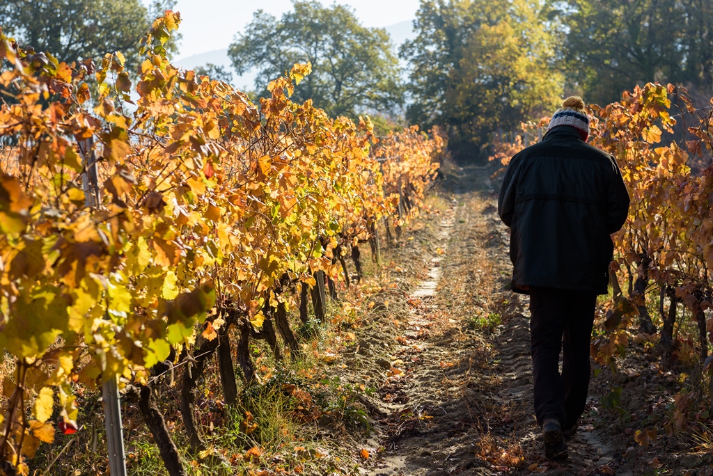 Le Domaine des Jeanne - Vin Rosé de qualité en Luberon