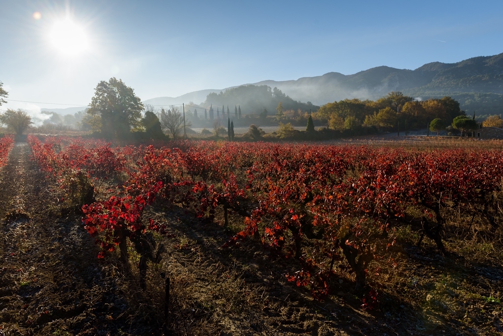 Le Domaine des Jeanne - Vin Rosé de qualité en Luberon