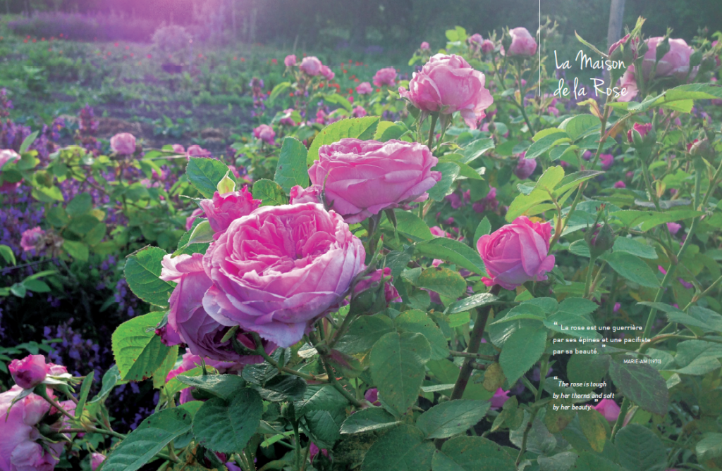 Lifestyle by ROSIER, le magazine - édition 2019