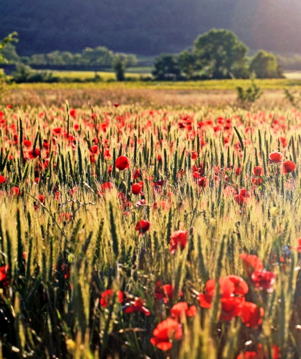 Champs de blé avec coquelicots en Luberon