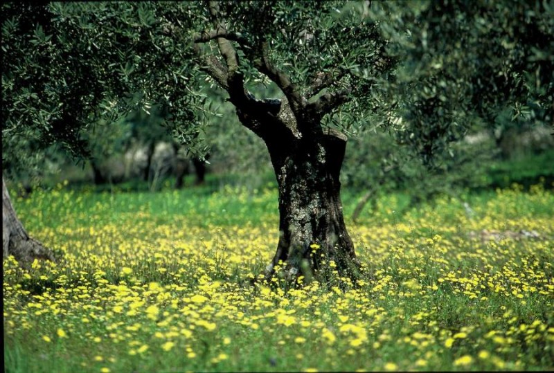 Nos prestations sur le secteur de à Lourmarin dans le Luberon